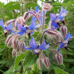 Borage 'Blue'