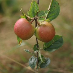 Apple - Braeburn