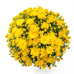Chrysanthemum - Brancrown