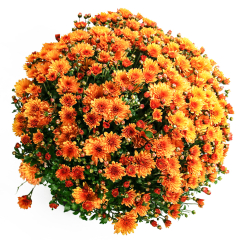 Chrysanthemum - Bransound Dark Orange