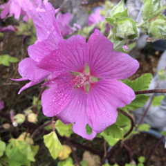 Lavatera - Bredon Springs