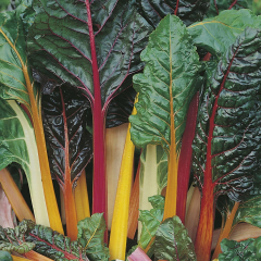 Swiss Chard 'Bright Lights'
