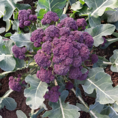 Brocolli - Burgundy