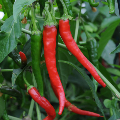 Chilli Pepper - Cayenne (KItchen Buddies)