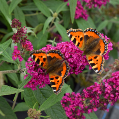Buddleja - Summer Bird Raspberry