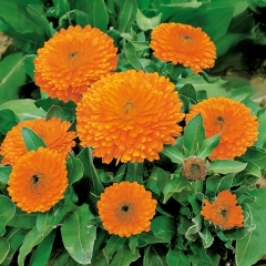 Calendula -  Calypso Orange with Black Eye