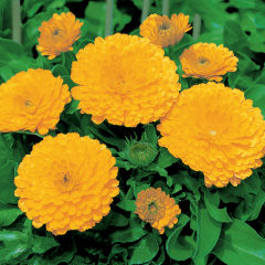 Calendula - Calypso Yellow with Black Eye