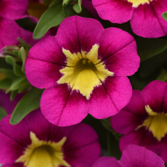 Calibrachoa - Cabaret Bumble Bee Hot Pink