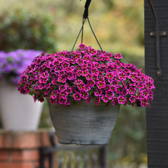 Calibrachoa - Cabaret Good Night Kiss