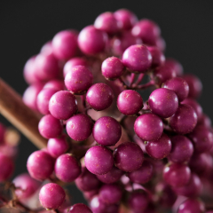 Callicarpa 'Magical Deep Purple'