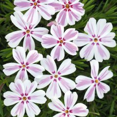 Phlox - Candy Stripes