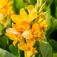 Canna 'Picasso' Rhizome
