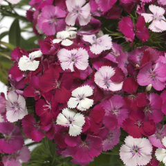 Carnation 'Dart Pink Magician'