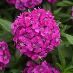 Carnation 'Dart Purple'