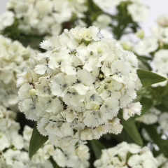 Dianthus (Sweet William) 'Dart White'