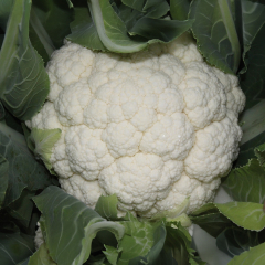 Cauliflower - Skywalker