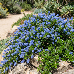 Ceanothus (Californian Lilac) 'Yankee Point'