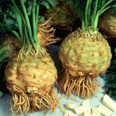 Celeriac - Brilliant
