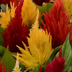 Celosia - First Flame Mix