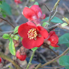 Chaenomeles - Crimson & Gold