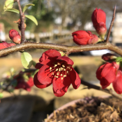 Chaenomeles (Flowering Quince) 'Crimson & Gold'