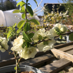 Chaenomeles - Yukigoten