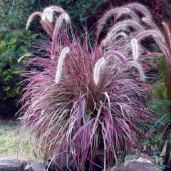 Pennisetum - Cherry Sparkler