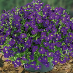 Aubrieta - Chianti