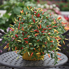 Chilli - Basket of Fire