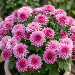 Chrysanthemum - Branangel Pink