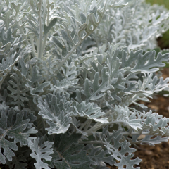 Cineraria - Silver Dust
