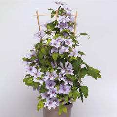 Clematis 'Boulevard Bernadine'