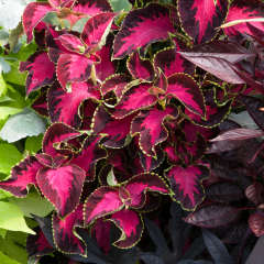 Coleus - Chocolate Covered Cherry