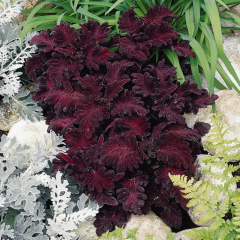 Coleus - Black Dragon