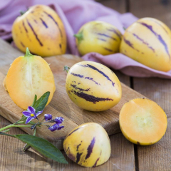 Pepino Melon - Copa