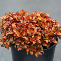 Coprosma - Pina Colada
