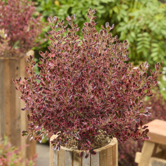 Coprosma 'Eclipse'