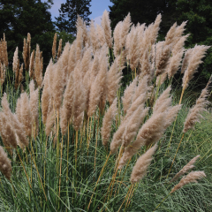 Cortaderia - Pink Feather