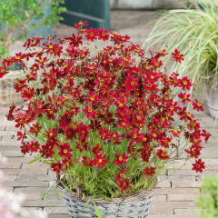 Coreopsis - Ruby Red