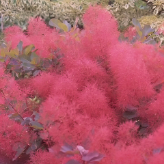 Cotinus - Ruby Glow