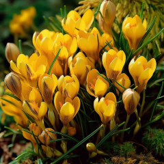 Crocus 'Fuscotinctus' 10 x Bulbs 