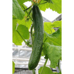 Cucumber - Tasty Green