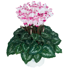 Cyclamen 'Absolu Victoria'