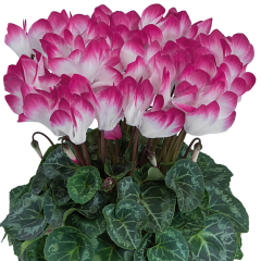 Cyclamen 'Indiaka Magenta'