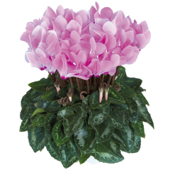 Cyclamen 'Metis Rose Aquarel'