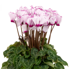 Cyclamen 'Victoria White w. Eye'