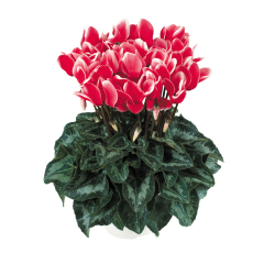 Cyclamen - Halios Fantasia Red