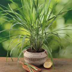 Lemongrass - Tasty Lemon