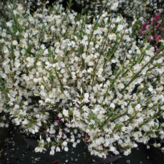 Cytisus - Albus