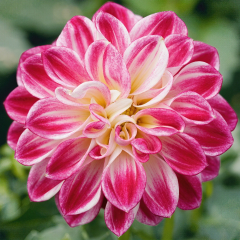 Dahlia - Lubega Purple White
